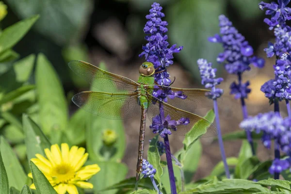 Közös Zöld Darner Anax Junius Ágon — Stock Fotó