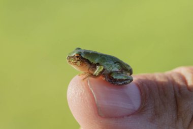 Küçük gri treefrog (Hyla versicolor) humal elinde yerli kurbağa