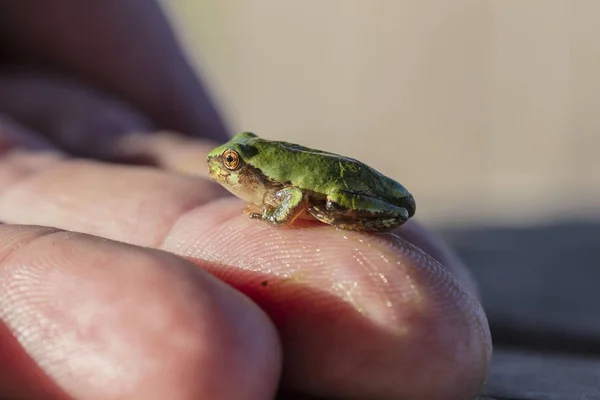 개구리 Hyla Versicolor Humal 네이티브 개구리입니다 — 스톡 사진