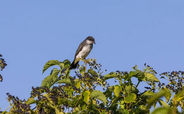 Doğu Kingbird Tyrannus Tyrannus Çilek Ile Çalılar Üzerinde — Stok fotoğraf