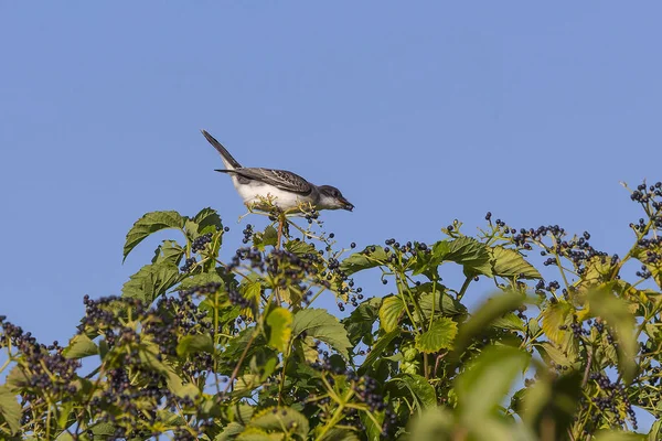 Pájaro Rey Oriental Tyrannus Tyrannus Arbustos Con Bayas — Foto de Stock