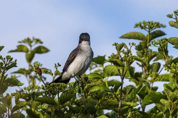 Östlig Kungsfågel Tyrannus Tyrannus Buskar Med Bär — Stockfoto