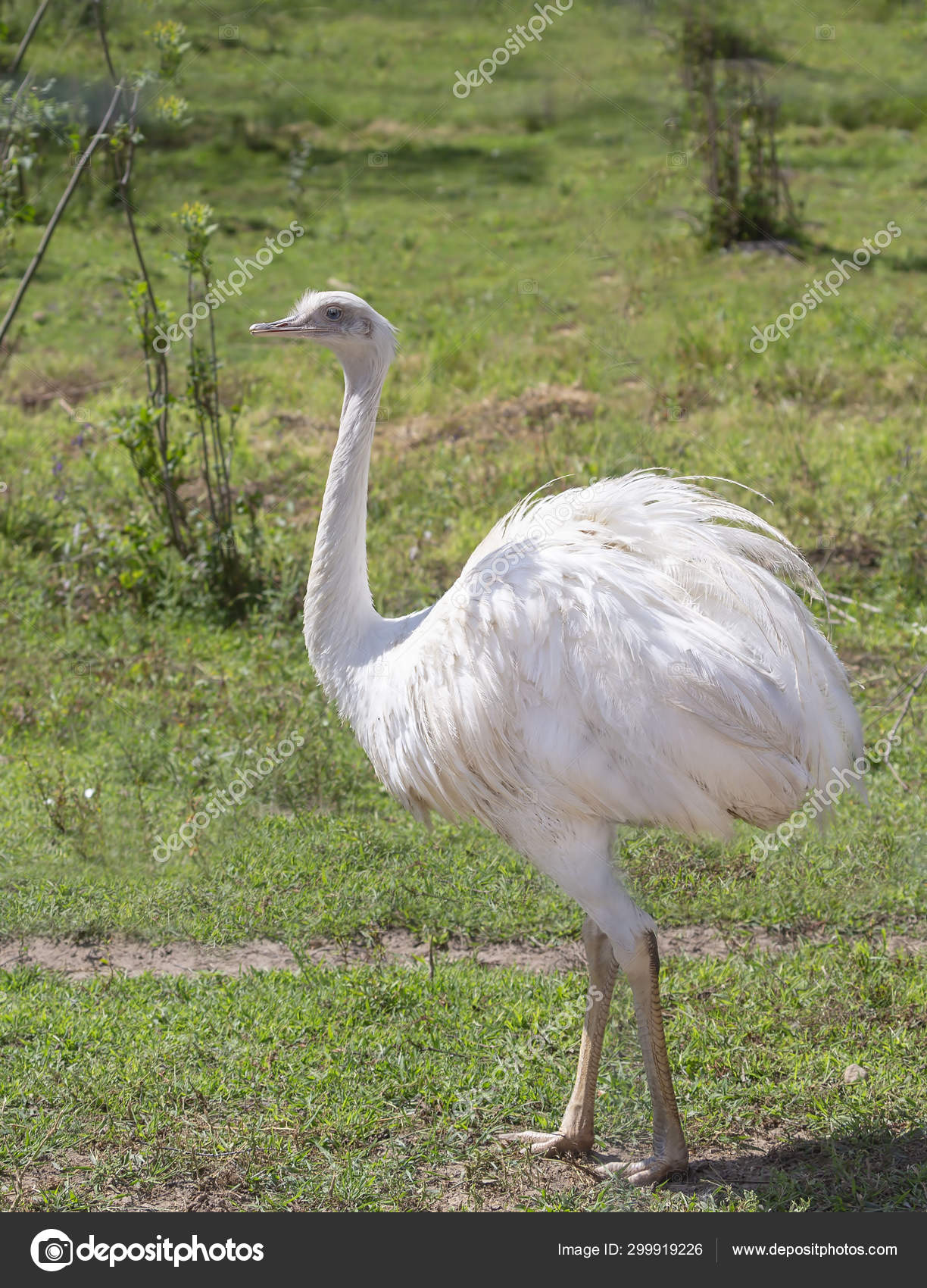 Rare White Emu Endemic Animal Australia Related Ostrich — Stock