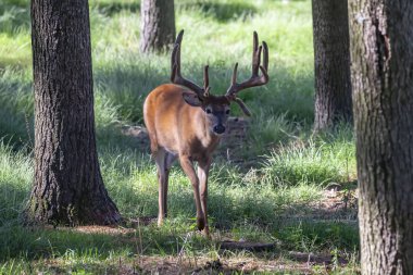 Ormanda çayırda kadife ile geyik