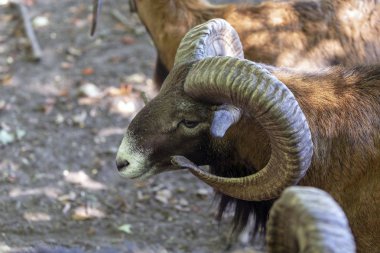 Avrupa mouflon (Ovis orientalis musimon). Erkek mouflon koç olarak bilinir.