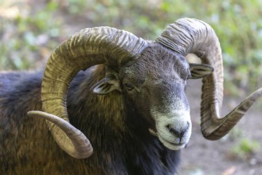 Avrupa mouflon (Ovis orientalis musimon). Erkek mouflon koç olarak bilinir.