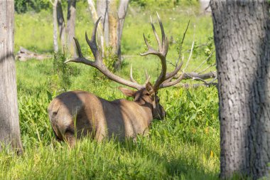 Ormanın kralı. Çayırdaki geyik. Wapiti (Cervus canadensis) geyik içinde en büyük türlerinden biridir