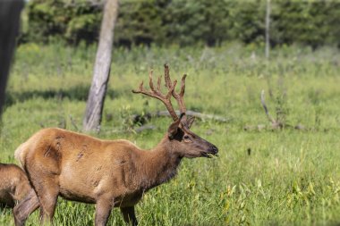 Wapiti, bir koruma ve vahşi alanda genç geyik