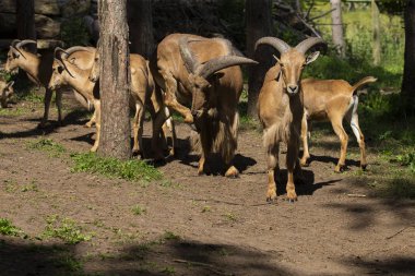 Berberi koyunu (Ammotragus lervia) veya aoudad Kuzey Afrika'da kayalık dağlara özgü bir türdür. New Mexico ve Teksas'ın vahşi doğaiçine yerli olmayan türler.