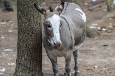 Eşek veya eşek (Equus africanus asinus). Eşek çalışan bir hayvan olarak kullanılır..