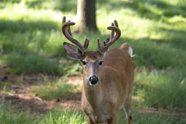 Deer Velvet Meadow Forest — Stock Photo, Image