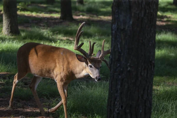森の草原にベルベットを持つ鹿 — ストック写真
