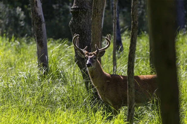 Der Hirsch Mit Samt Auf Der Wiese Wald — Stockfoto