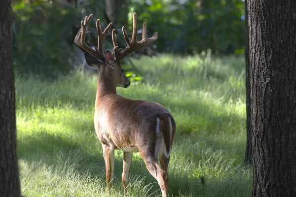 森の草原にベルベットを持つ鹿 — ストック写真