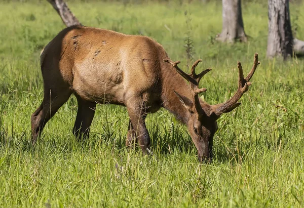 Wapiti Junger Elch Einem Naturschutz Und Wildnisgebiet — Stockfoto