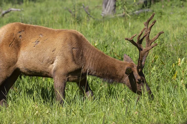 Wapiti Jeune Wapiti Dans Une Aire Conservation Nature Sauvage — Photo