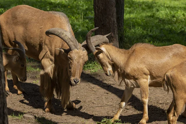 Barbary Sheep Ammotragus Lervia Aoudad Вид Обитающий Скалистых Горах Северной — стоковое фото