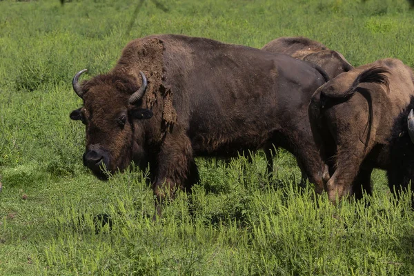 The American bison (Bison bison),  known as the American buffalo  on meadow