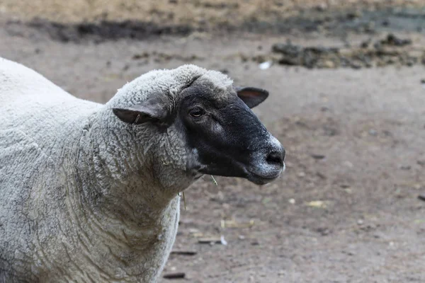 Domestic Sheep Ovis Aries Suffolk British Breed Domestic Sheep — Stock Photo, Image