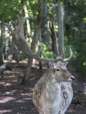 Kadife boynuzlu nadas geyiği (Dama dama)