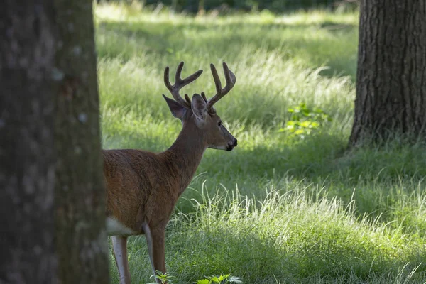 Deer Velvet Antlers High Grass Forest — Stock Photo, Image