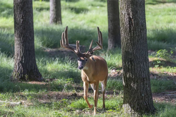 Veado Com Chifres Veludo Grama Alta Floresta — Fotografia de Stock