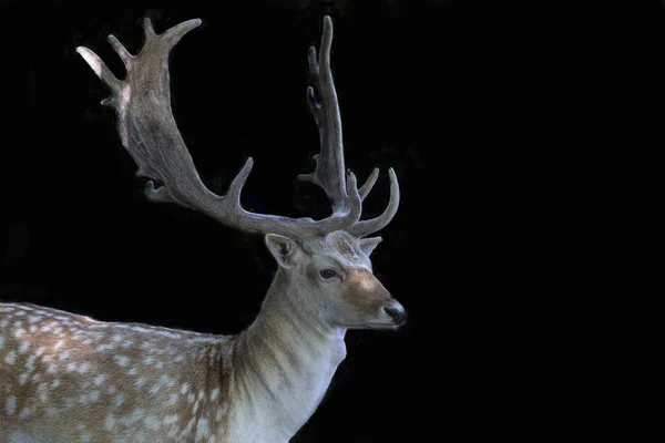 Jachère Dama Dama Avec Velours Fond Noir — Photo