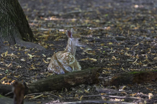 Fawn Fallow Deer Dama Dama Natural Conservation Area — Stock Photo, Image