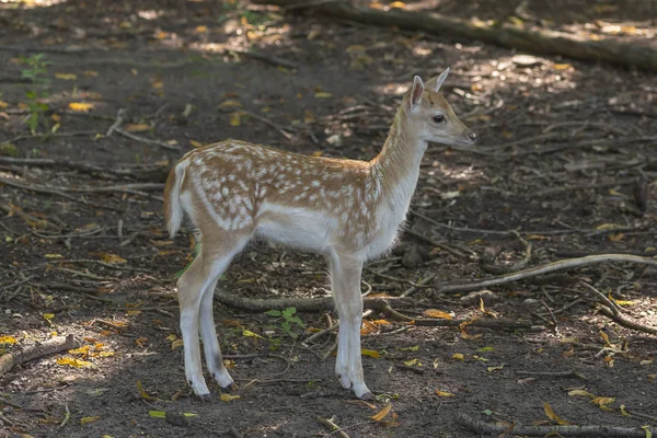 自然保護地域の鹿 休み鹿 ダマダマ — ストック写真
