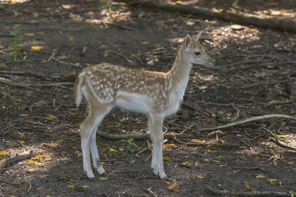 Fawn Damherten Dama Dama Natuur Natuurgebied — Stockfoto