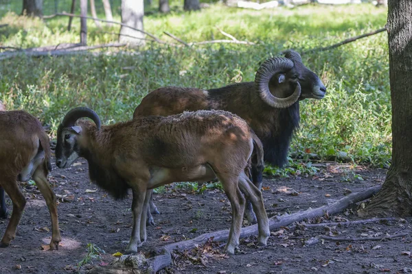 Muflón Europeo Ovis Orientalis Musimon Muflón Macho Conoce Como Carneros — Foto de Stock