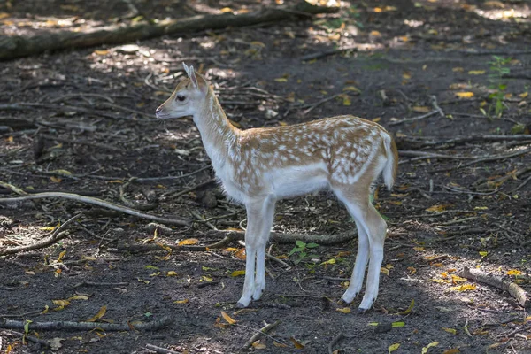 Cervatillo Ciervo Barbecho Dama Dama Área Natural Conservación — Foto de Stock