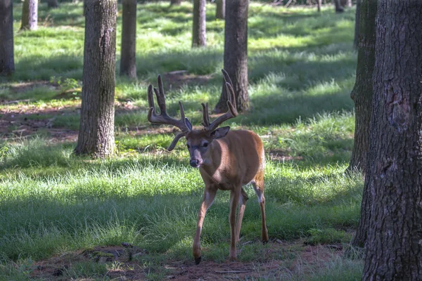 Veado Com Chifres Veludo Grama Alta Floresta — Fotografia de Stock