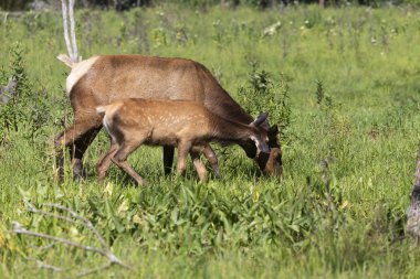 Çayırdaki geyikler. Mera üzerinde fawn ile wapiti doe.