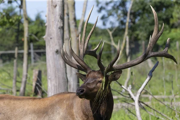 Ελάφι Wapiti Μια Περιοχή Διατήρησης Και Άγριας Φύσης — Φωτογραφία Αρχείου