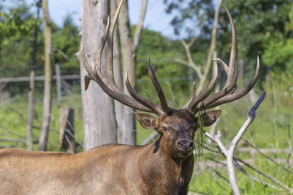 Elk Wapiti Obszarze Ochrony Dzikiej Przyrody — Zdjęcie stockowe