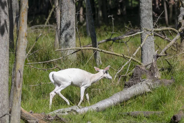 Чрезвычайно Редкий Белохвостый Альбинос Odocoileus Virgininus Лань Лесу — стоковое фото