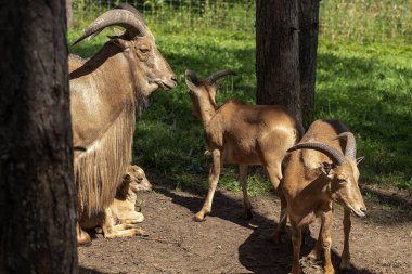 Berberi koyunu (Ammotragus lervia) veya aoudad Kuzey Afrika'da kayalık dağlara özgü bir türdür. New Mexico ve Teksas'ın vahşi doğaiçine yerli olmayan türler.