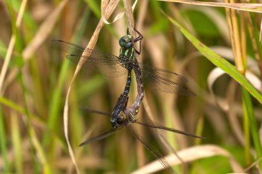 Dragonfly Bataklık darner (Epiaschna kahramanlar) kenatlama sırasında, merkezi wisconsin doğa sahnesi