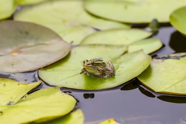 川の上のユリの葉のヒョウカエル — ストック写真