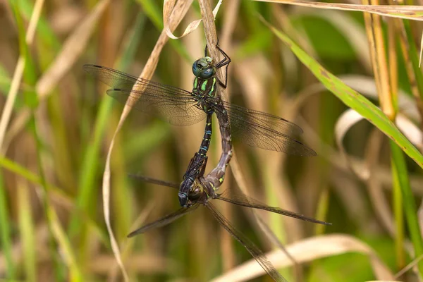 Dragonfly Swamp Darner Epiaschna Heros Durante Acasalamento Cena Natureza Wisconsin — Fotografia de Stock