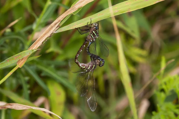 Dragonfly Darner Epiaschna Heros Během Páření Přírodní Scéna Centrálního Wisconsinu — Stock fotografie