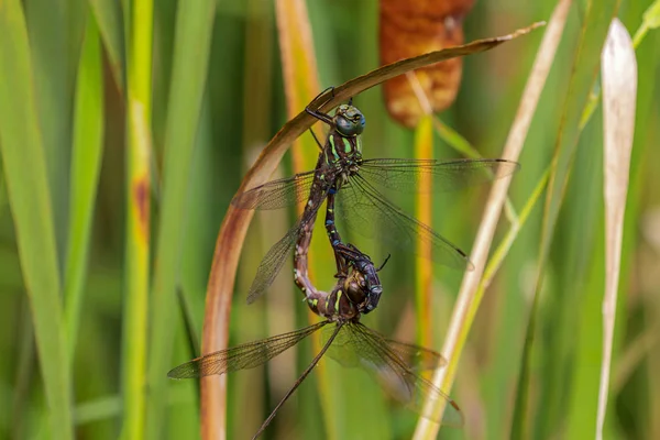 Dragonfly Darner Epiaschna Heros Během Páření Přírodní Scéna Centrálního Wisconsinu — Stock fotografie