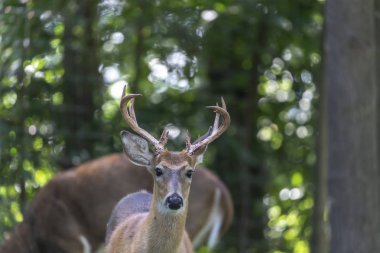 Ormandaki ak kuyruklu geyik (Odocoileus virginianus)