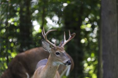 Ormandaki ak kuyruklu geyik (Odocoileus virginianus)