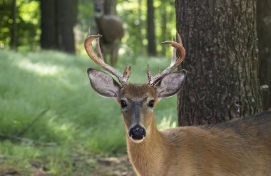 Ormandaki ak kuyruklu geyik (Odocoileus virginianus)