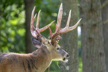 Beyaz kuyruklu geyik. Geyik Onların Kadife Dökülme Fotoğrafı