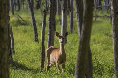 Ormandaki ak kuyruklu geyik (Odocoileus virginianus)