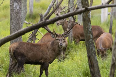 Avrupa kızıl geyiği (Cervus elaphus), geyikgiller (Cervidae) familyasından bir geyik türü.