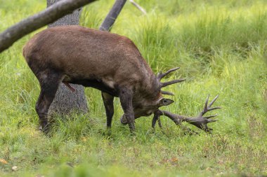 Avrupa kızıl geyiği (Cervus elaphus), geyikgiller (Cervidae) familyasından bir geyik türü.